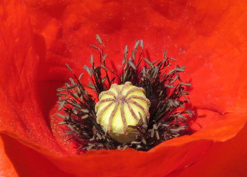 papaver.jpg