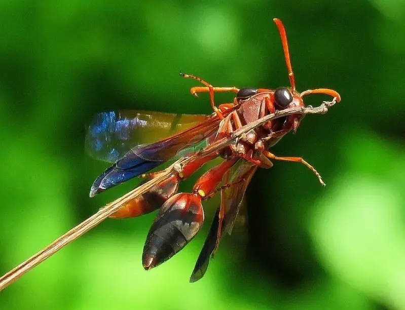 redpotterwasp281116a-high-standard.webp