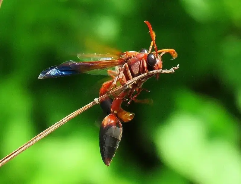 redpotterwasp281116b-high-standard.webp
