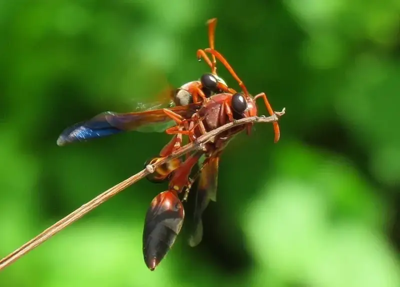 redpotterwasp281116c-high-standard.webp