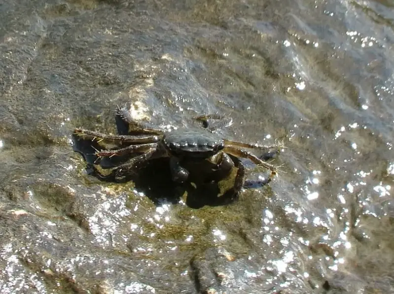 rotskrab41118-standard.webp
