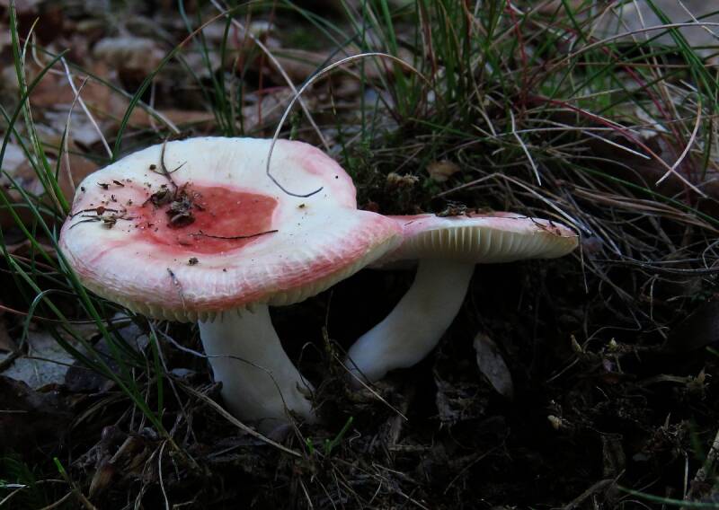 russula_den_ham_01.jpg