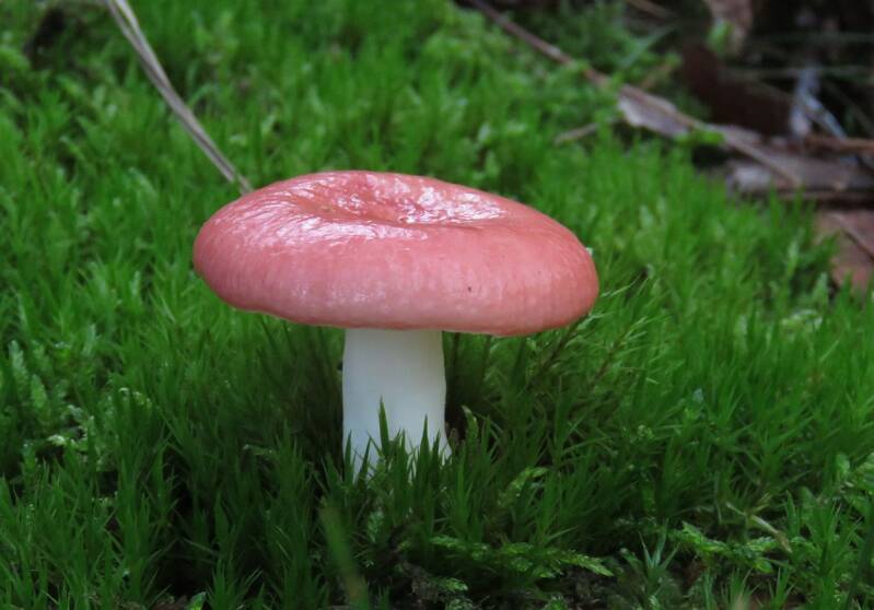 russula_den_ham_03.jpg
