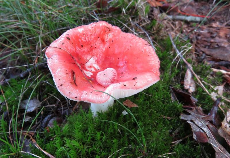 russula_den_ham_04.jpg