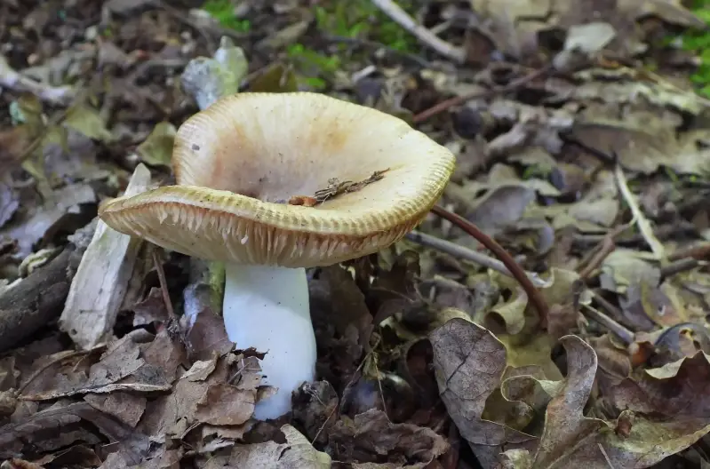 scherpe-kamrussula-15-08-2023-standard.webp