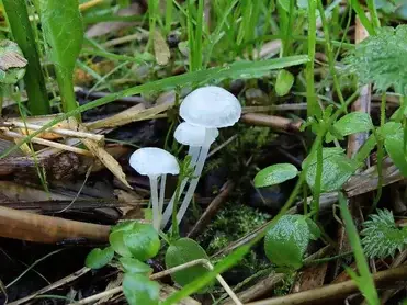 smeerwortelmycena11121-standard.webp