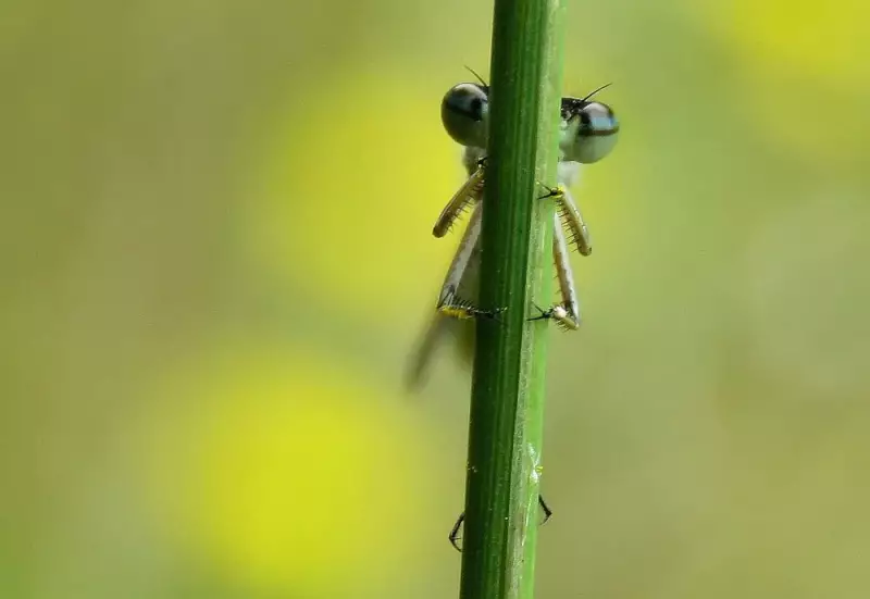 watersnuffer-l15-07-2019a.webp