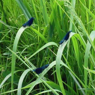 weidebeekjuffers17-05-2025-standard-wytf1d.jpg