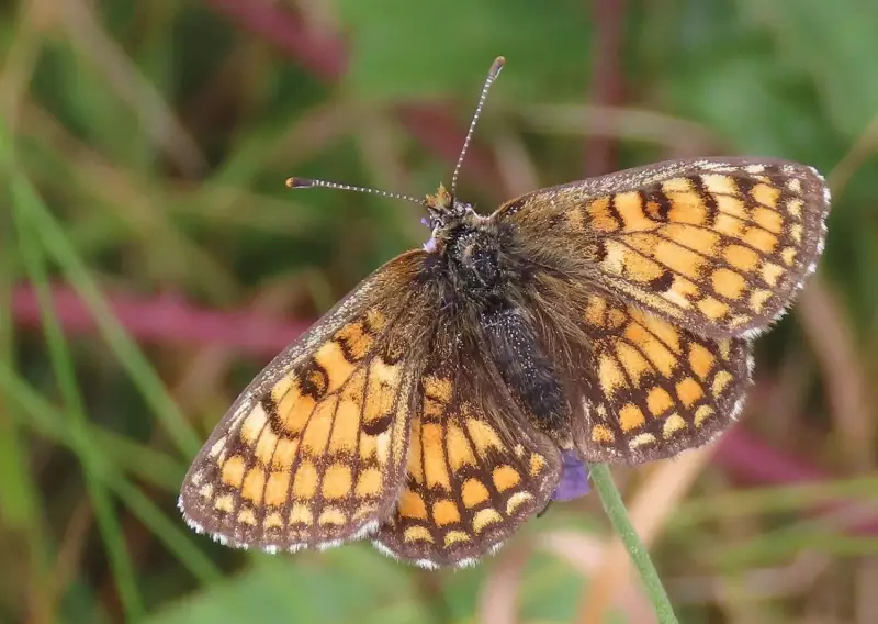 westelijkparelmoervlinder-08-09-2021a.webp