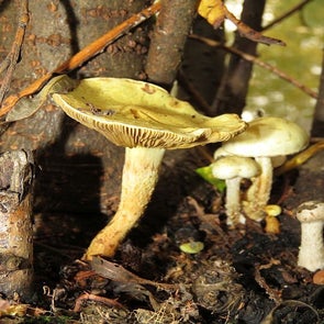 bleekgelebundelzwam241015b.jpg