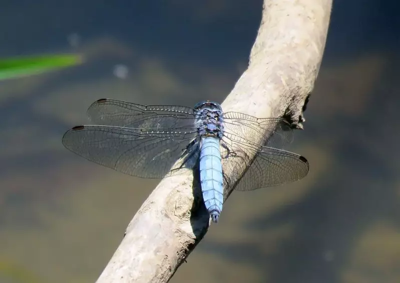 zuidelijkeoeverlibel-man-27-06-2018a.webp