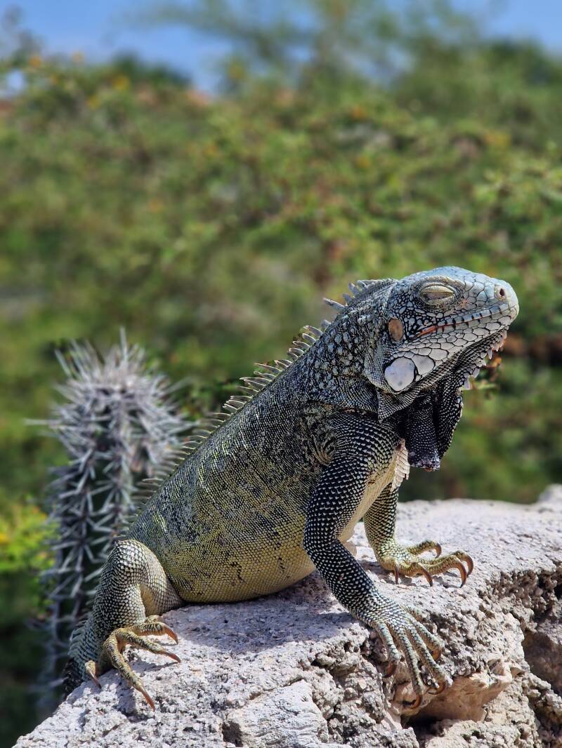 Leguaan Curacao