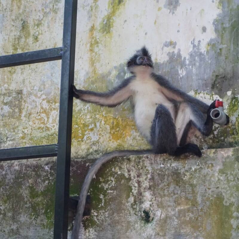 De planning van de 2-daagse jungletrekking op Sumatra