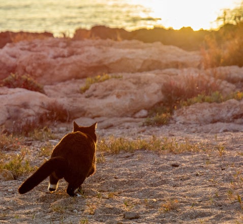 Door Europa reizen met de camper en twee katten: Onze tips