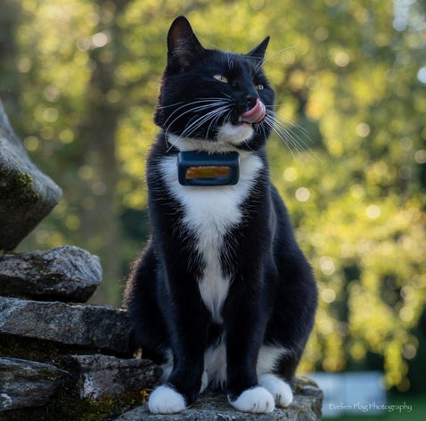 Door Europa reizen met de camper en twee katten: Onze tips