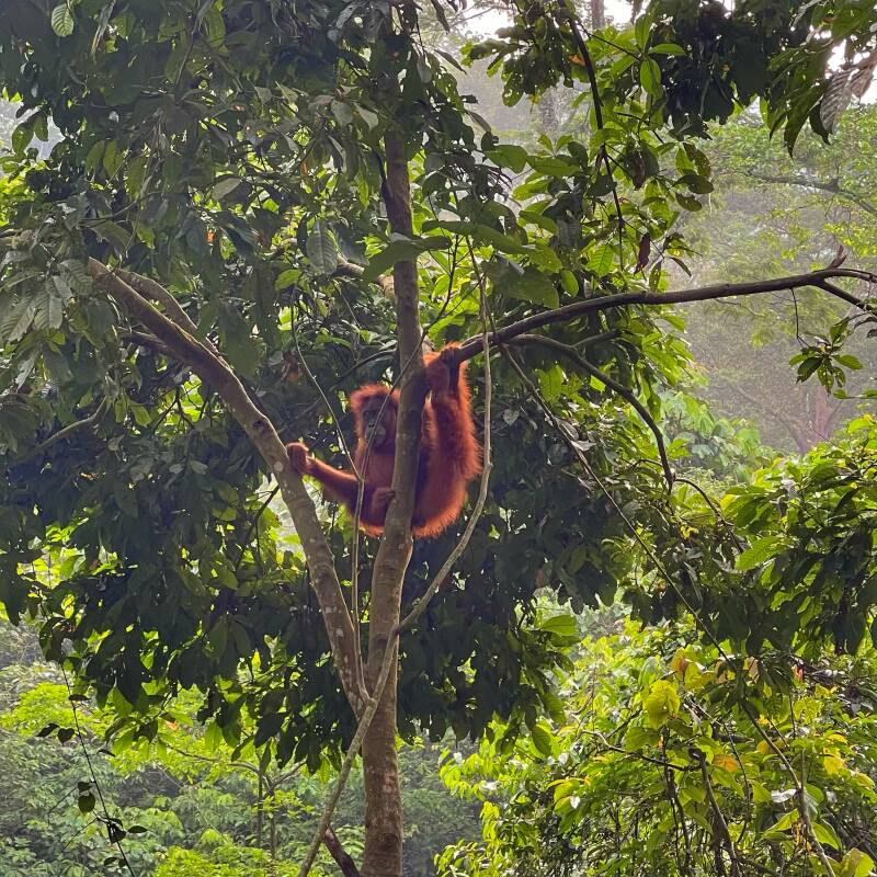 Oerang oetan in de boom