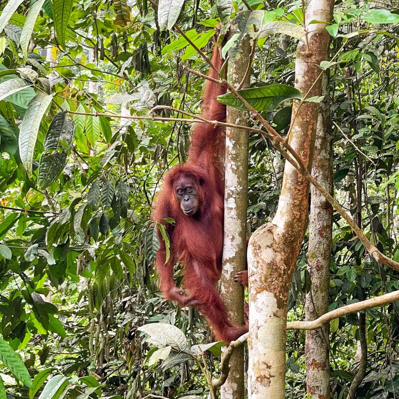 Sumatra Oerang Oetan