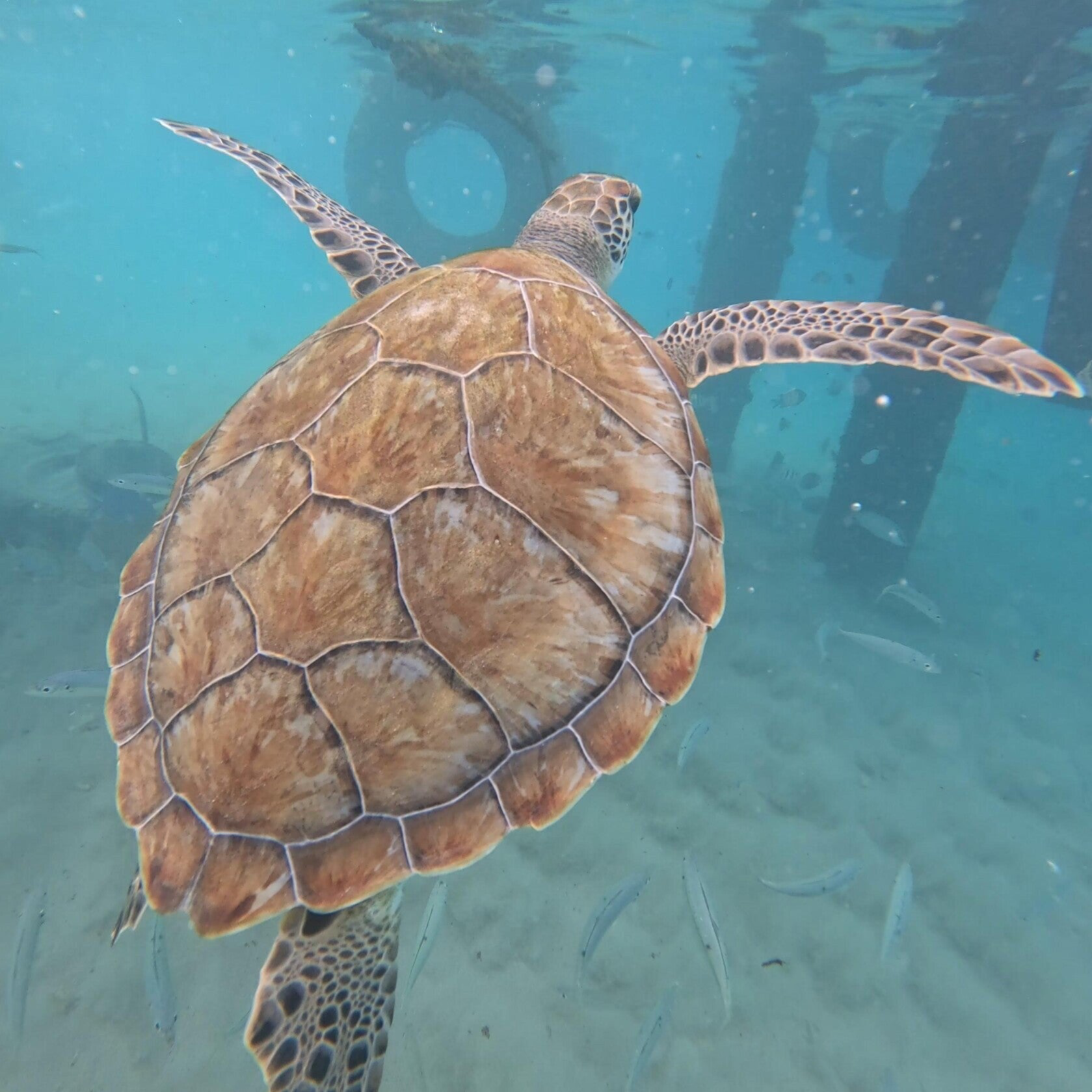 Schildpadden curaçao