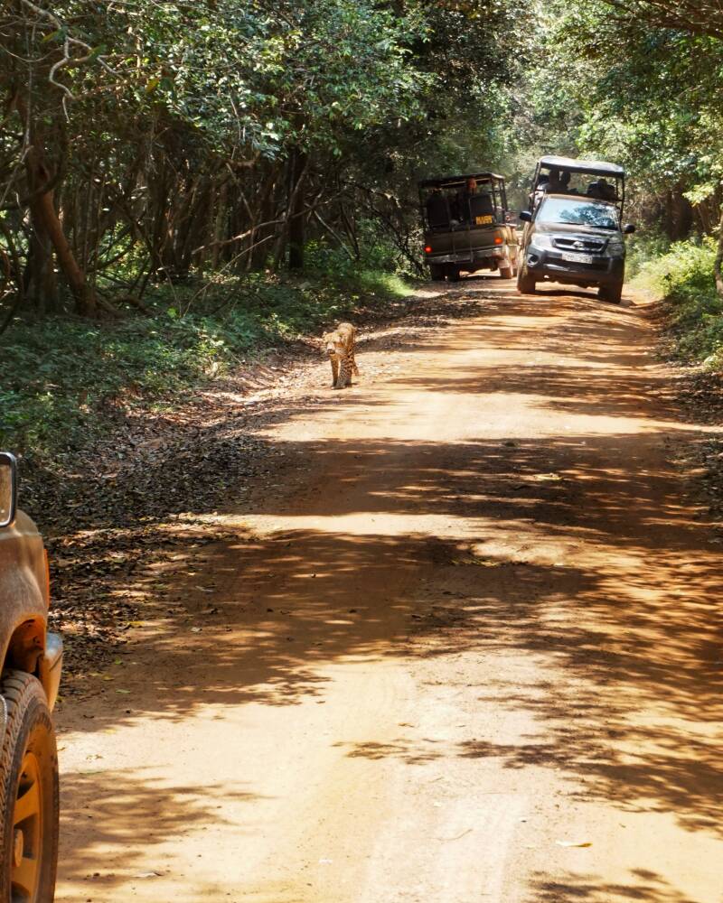 Wilpattu National Park Safari