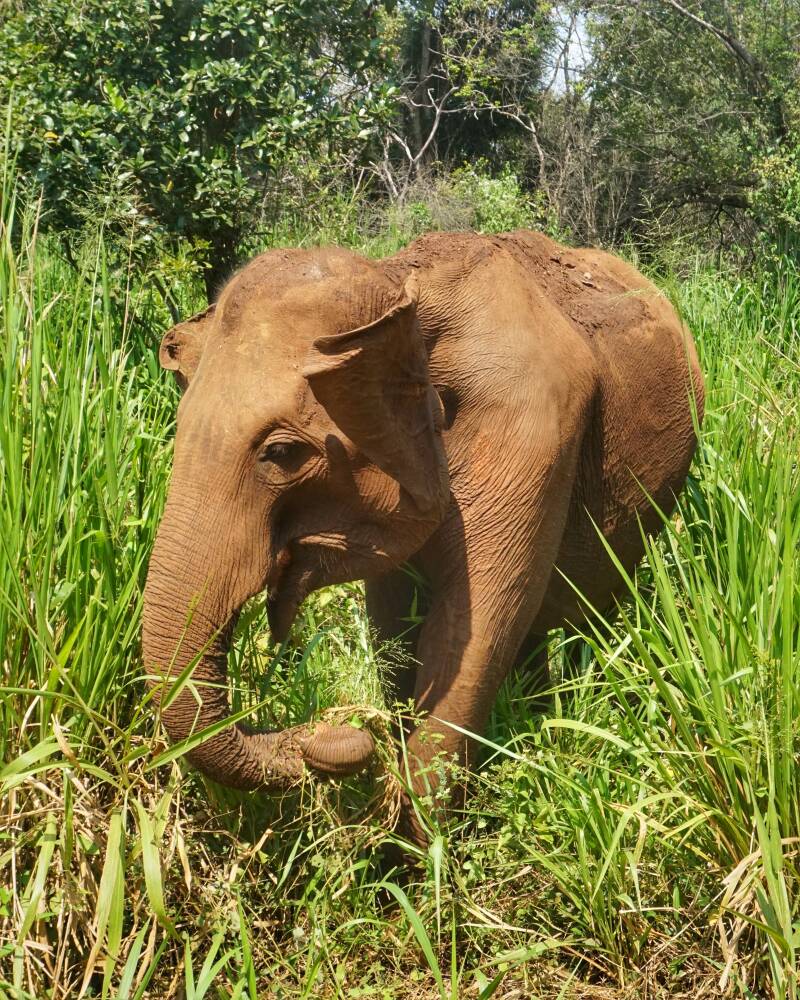 Hurulu Ecopark Safari