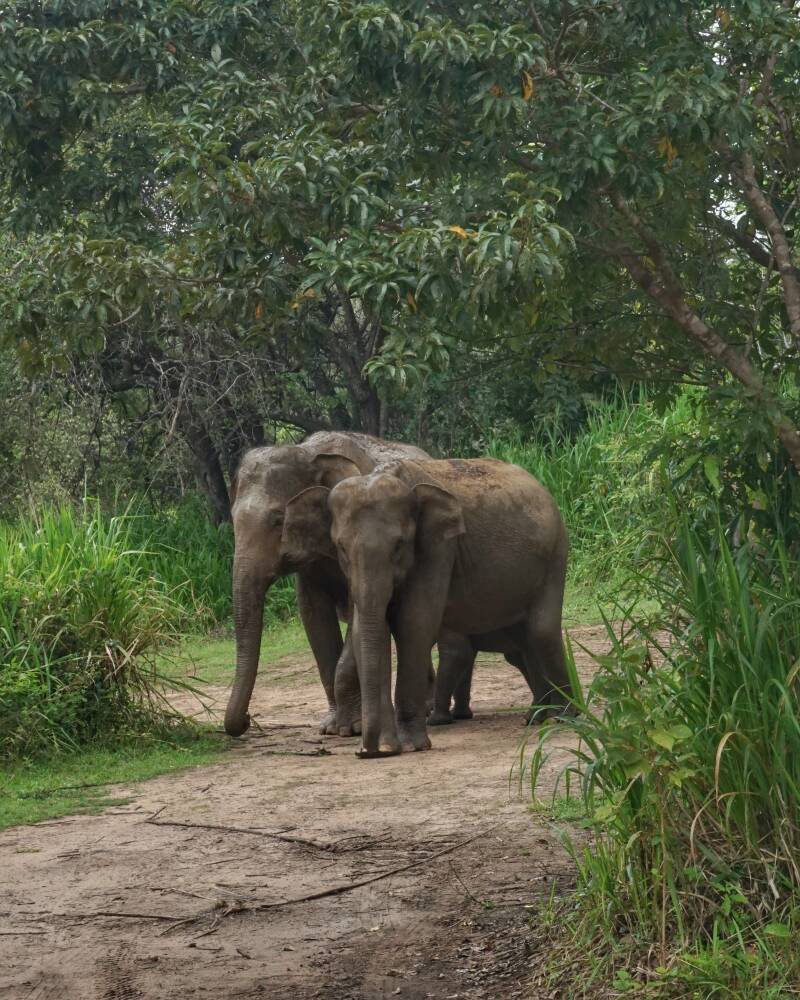 Hurulu Ecopark Safari