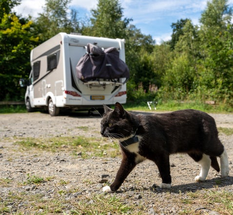 Door Europa reizen met de camper en twee katten: Onze tips
