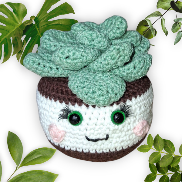 Pot de succulente