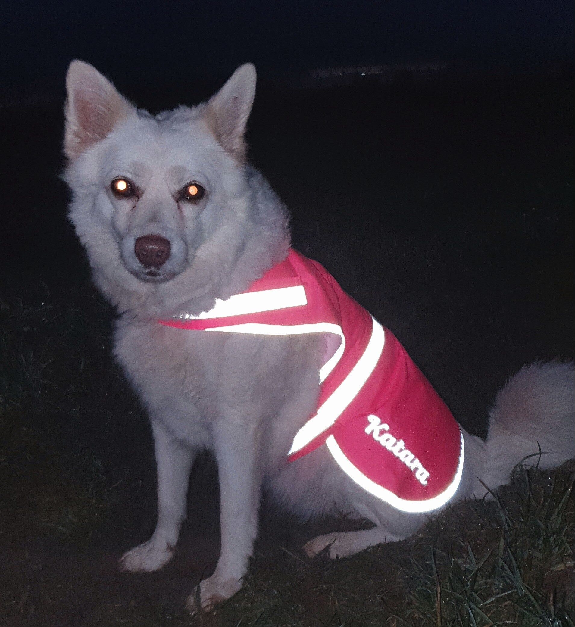 Hundewarnweste mit Name