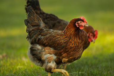Hens on the property with land