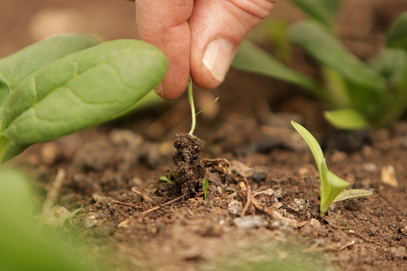 Beyond organic. Supporting biodiversity on regenerative smallholding