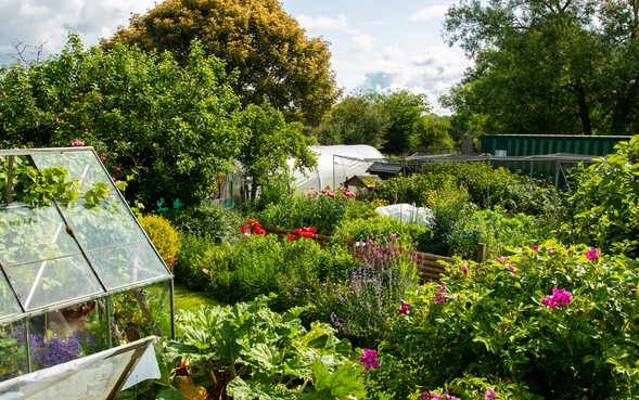 Productive kitchen garden and orchard on regenerative smallholding in Earlswood