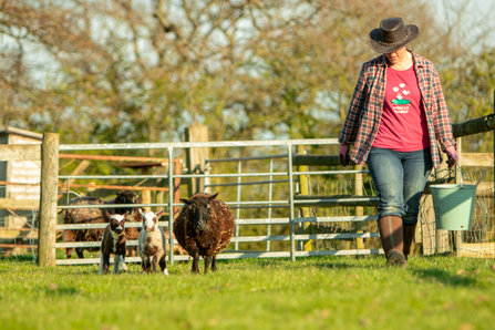 Sheep and lambs on the property with land