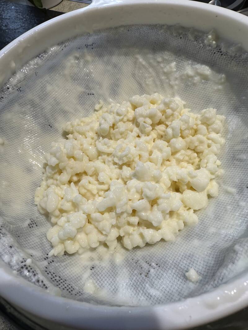 Kefir grains after extracting the Kefir