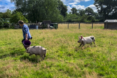 Pigs on the property with land
