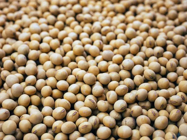 Graine de Soja / Soybean