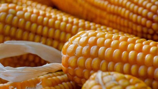 Maïs / Corn