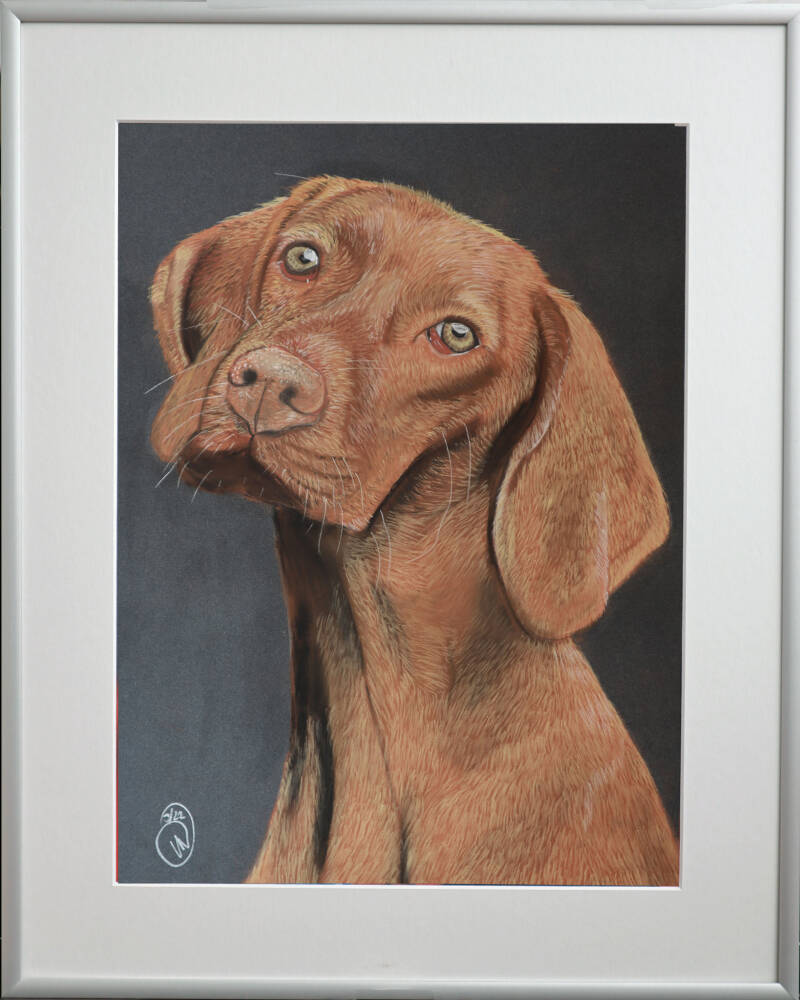 Pastellportrait ungarischer Vorsteherhund
