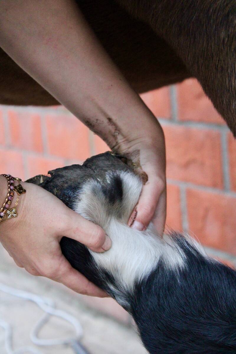 Osteopathische behandeling paard