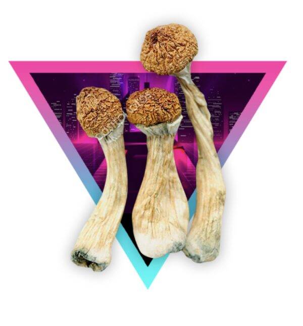 African Goliath Magic Mushrooms