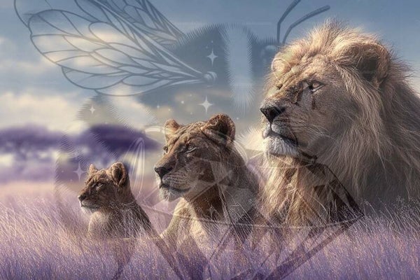 Lions in Grass