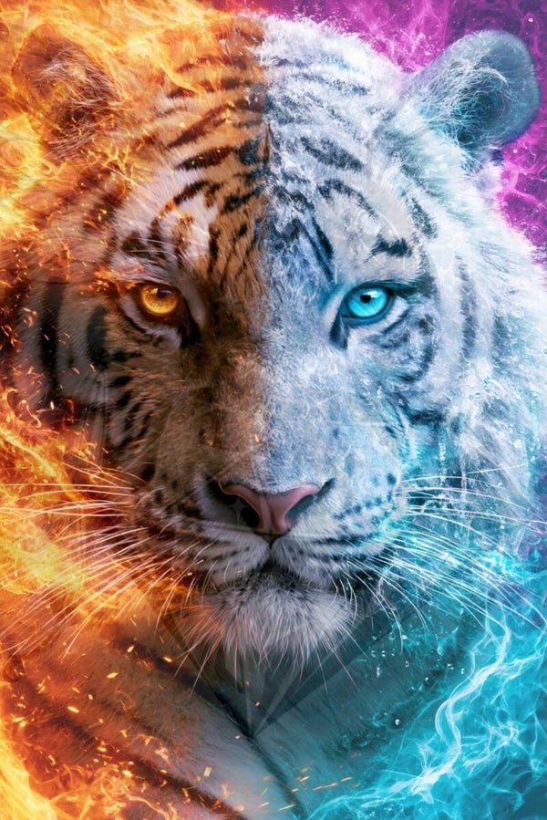 Tiger of Two