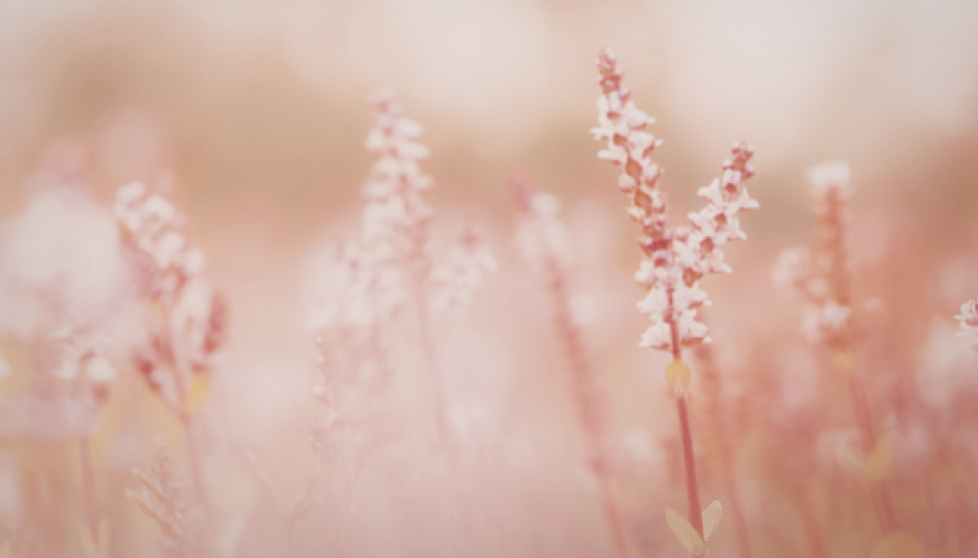 Foto van zachte bloemen in pastel tinten. Yin Yoga bij Je Zachtkracht. Lessen voor particulieren en bedrijven maatwerk. Beekbergen Lieren Apeldoorn Loenen Hoenderloo Deventer Klarenbeek Veluwe