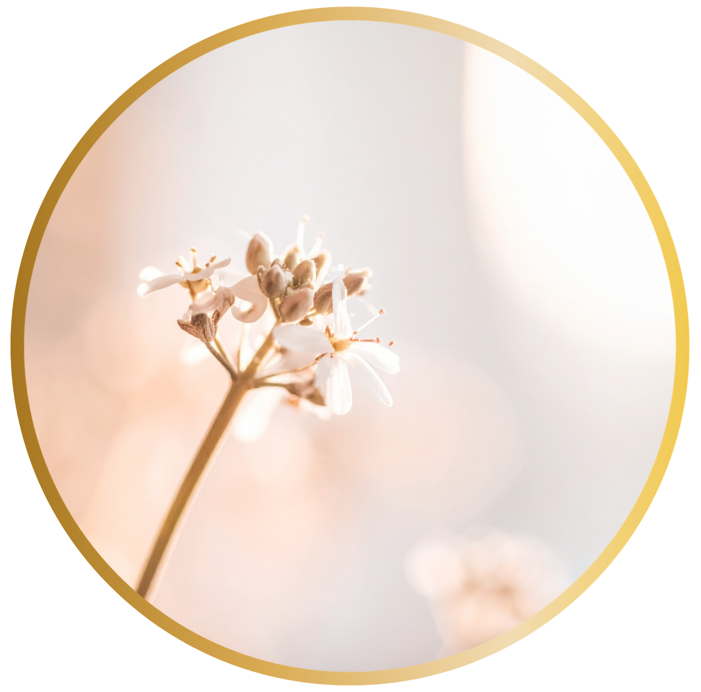 Sfeervolle foto van een zachte bloem. Yin Yoga bij yogastudio Je Zachtkracht in Beekbergen, Lieren, Apeldoorn, Klarenbeek, Loenen, Eerbeek, Laag Soeren, Ugchelen, Teuge, Twello, Voorste, Wilp, Deventer door yogadocent Sandra Groenewoud