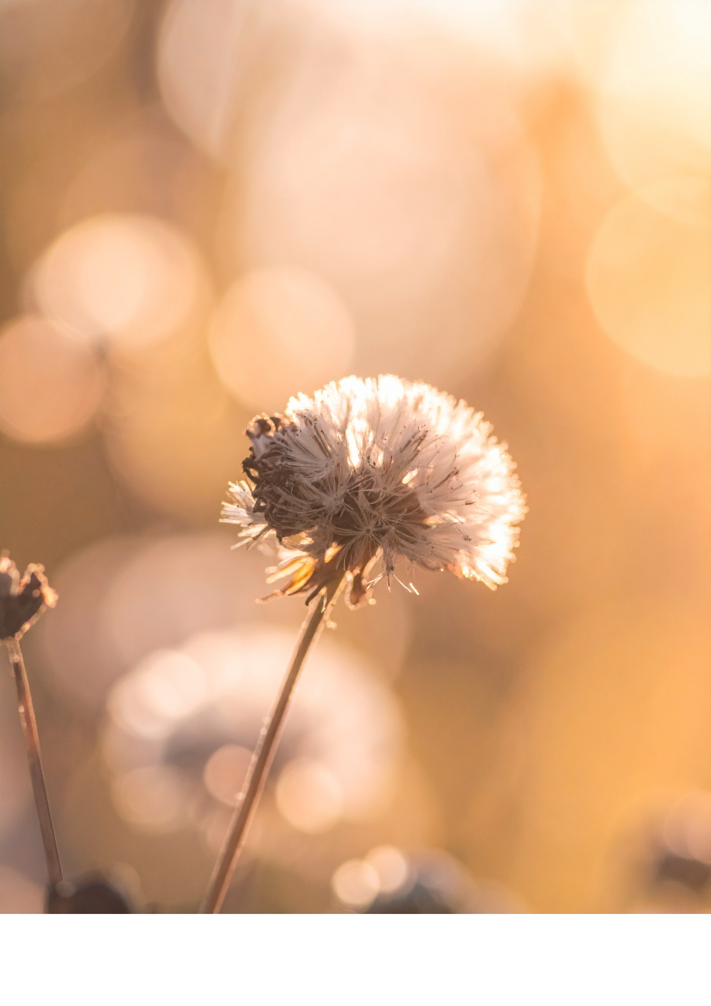 Yin yoga studio Je Zachtkracht in Lieren Beekbergen Apeldoorn Loenen Klarenbeek ontwikkel je een dieper lichaamsbewustzijn, meer vrijheid in je lichaam en een kalmer, helderder hoofd balans herstellen in lichaam