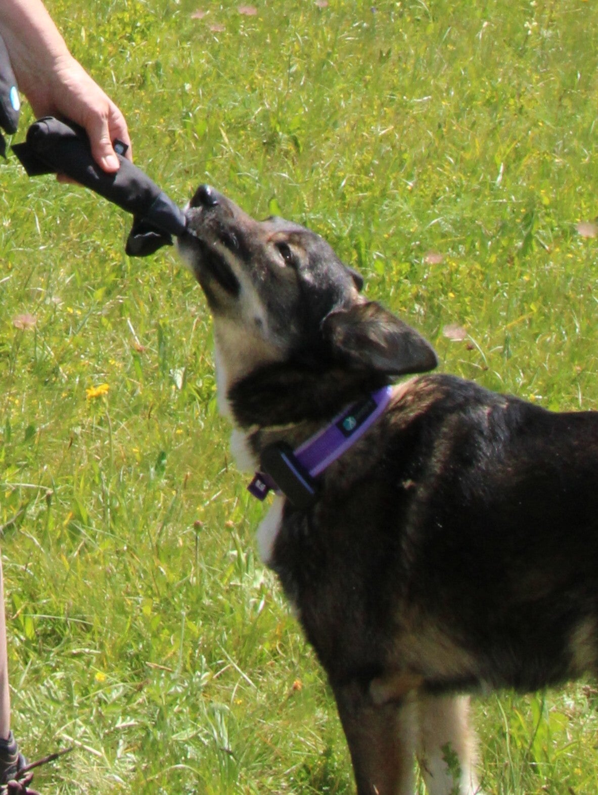 Splashbag – De slimme snackoplossing voor elke hondenliefhebber