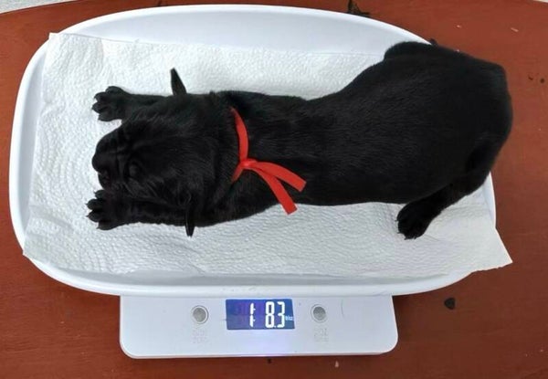 123125RR08F - Siracha