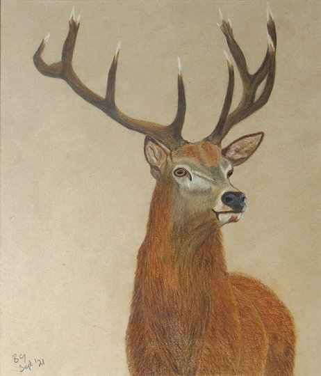 Red Deer Stag Original Drawing