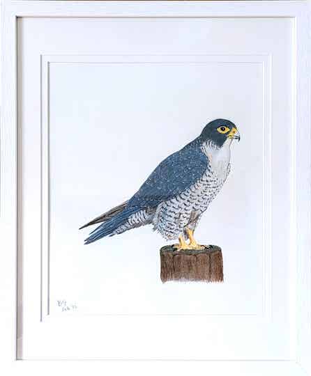 Peregrine Falcon