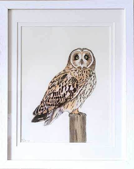 Short Eared Owl