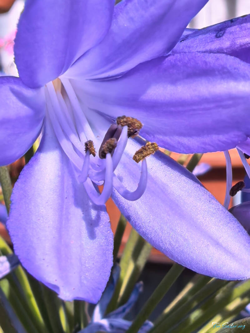 african-lily_fs-standard.jpg